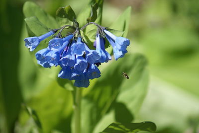 Close-up of purple flowering plant