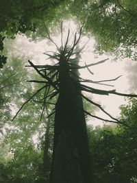 Low angle view of tree against sky in forest