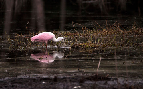 Bird perching on pink water in lake