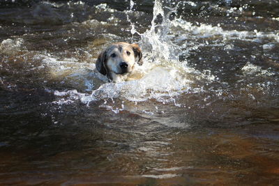 Dog swimming in river