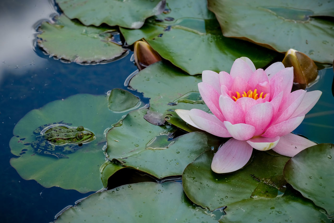 water lily, flower, water, pond, flowering plant, leaf, plant, plant part, beauty in nature, pink, lily, green, lotus water lily, nature, floating, floating on water, freshness, aquatic plant, petal, inflorescence, flower head, close-up, social issues, no people, fragility, macro photography, environment, tranquility, growth, outdoors, high angle view, reflection, underwater, sea, environmental conservation, springtime