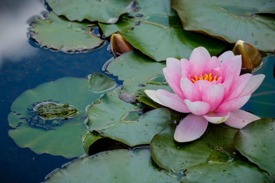 water lily