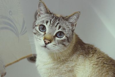 Portrait of cat sitting in bathtub