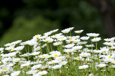 Close-up of white flowers