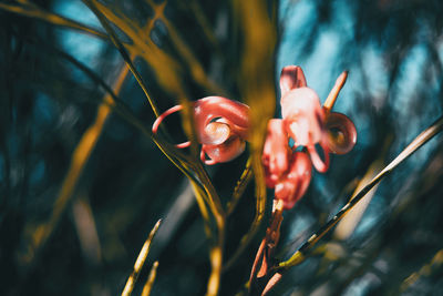 Close-up of red rose flower