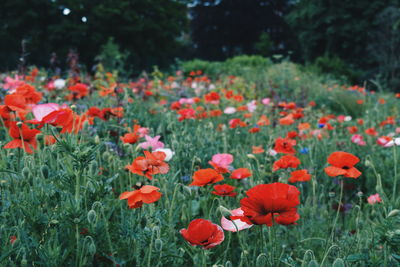 Close-up of poppy flowers blooming on field