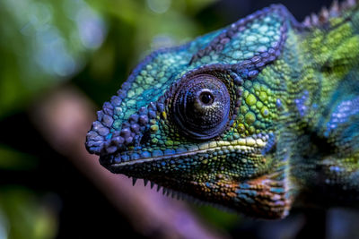 Close-up of lizard