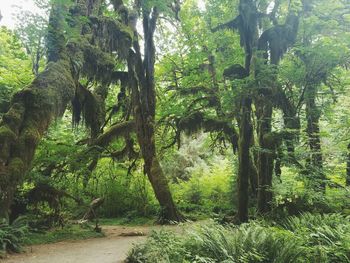 Trees in forest