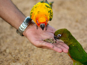 Cropped image of hand holding bird eating outdoors