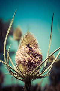 Close-up of dried thistle