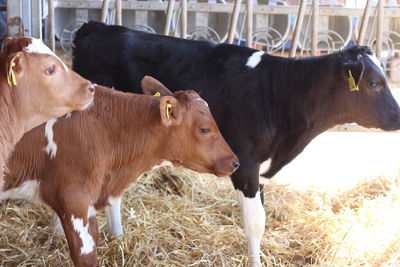 Cows in a field