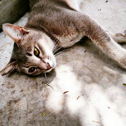 High angle portrait of cat lying down