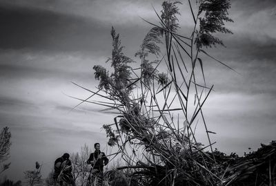 Low angle view of silhouette tree against sky