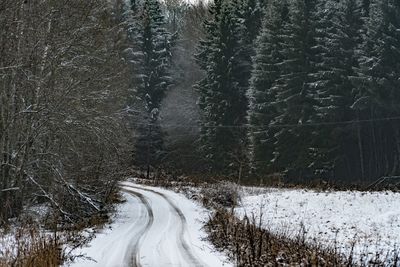 Snow covered road along bare trees