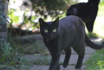 Close-up portrait of black cat on grass