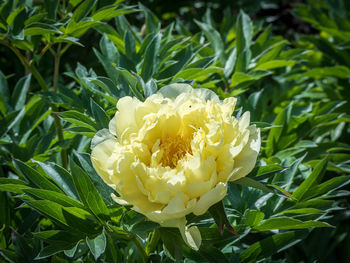 Close-up of white flower