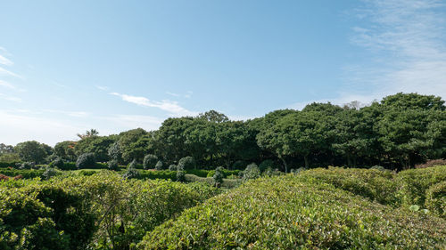 Scenic view of trees against blue sky