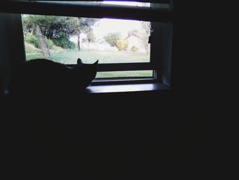 Silhouette cat looking through window