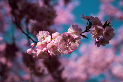 Close-up of pink cherry blossoms in spring