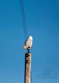 Low angle view of bird perching on wooden post against clear blue sky
