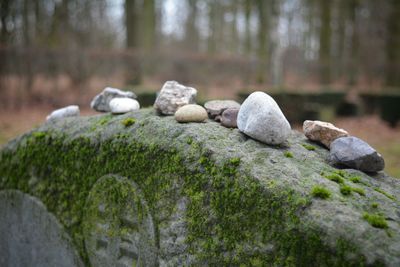 Close-up of rocks against trees