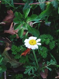 Close-up of white flowering plants