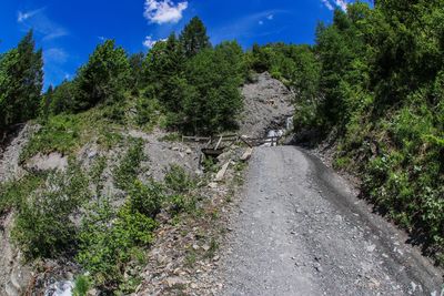 Road amidst trees against sky
