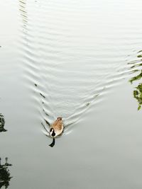 High angle view of duck swimming on lake