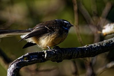 Close-up of bird perching on branch