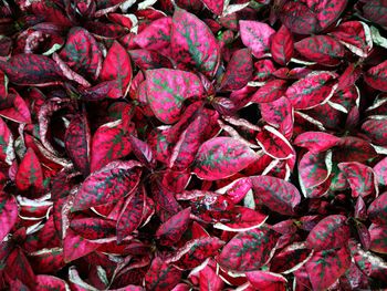 Full frame shot of pink leaves