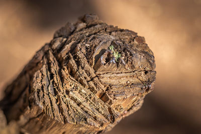 Close-up of insect