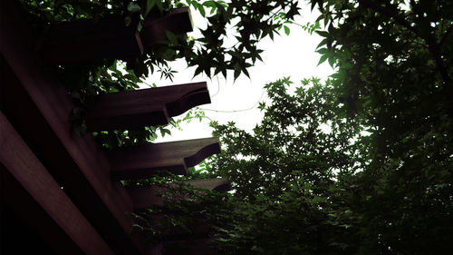 Low angle view of trees