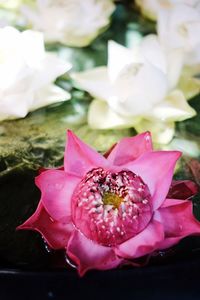 Close-up of pink rose