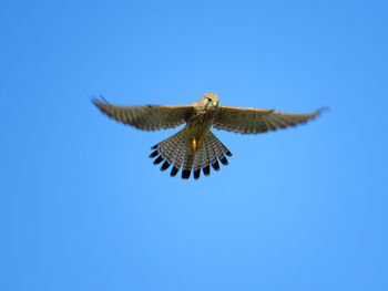 Low angle view of eagle flying against clear blue sky