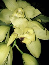 Close-up of yellow flowers