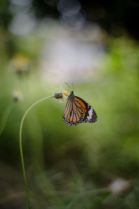 Close-up of butterfly on leaf