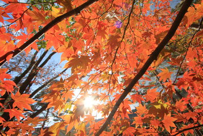 Low angle view of maple leaves on tree during autumn