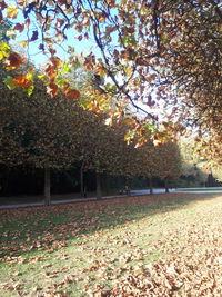 Trees in park during autumn