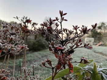 Close-up of wilted plant on field against sky