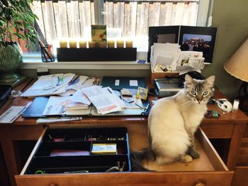 Cat sitting on table at home