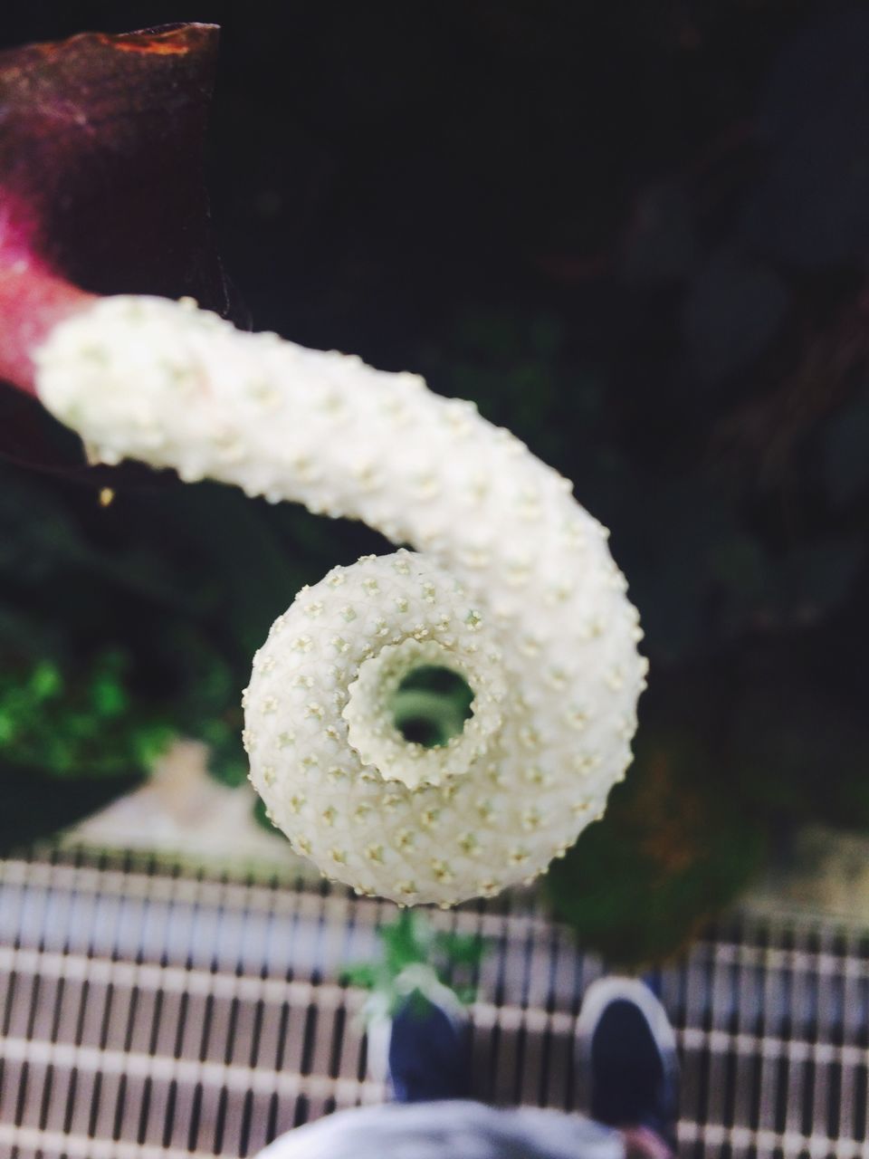 indoors, close-up, focus on foreground, white color, sweet food, freshness, still life, food and drink, selective focus, decoration, dessert, high angle view, indulgence, food, flower, no people, table, unhealthy eating, white, ready-to-eat