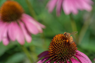 Close-up of butterfly pollinating on pink flower