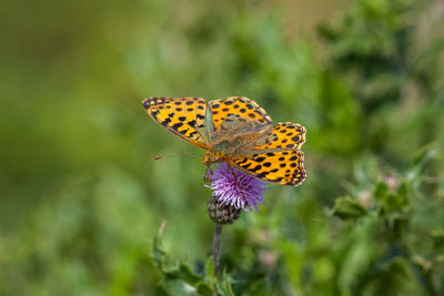 Close-up of butterfly pollinating on flower