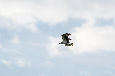 Low angle view of eagle flying in sky