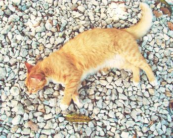 High angle view of dog lying down on cobblestone