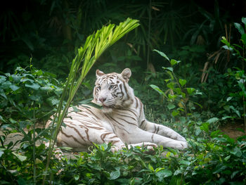 Tiger relaxing in forest