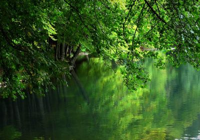 Scenic view of lake amidst trees in forest