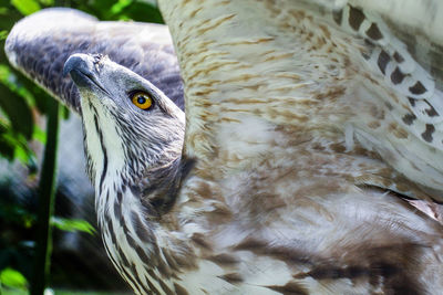 Close-up of bird looking away outdoors