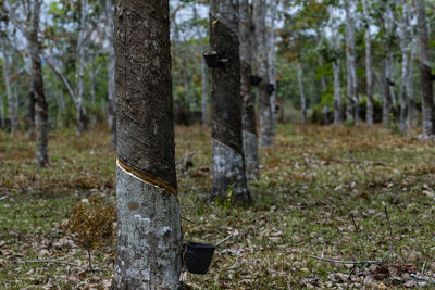 Trees on field in forest