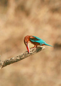 Close-up of bird perching outdoors